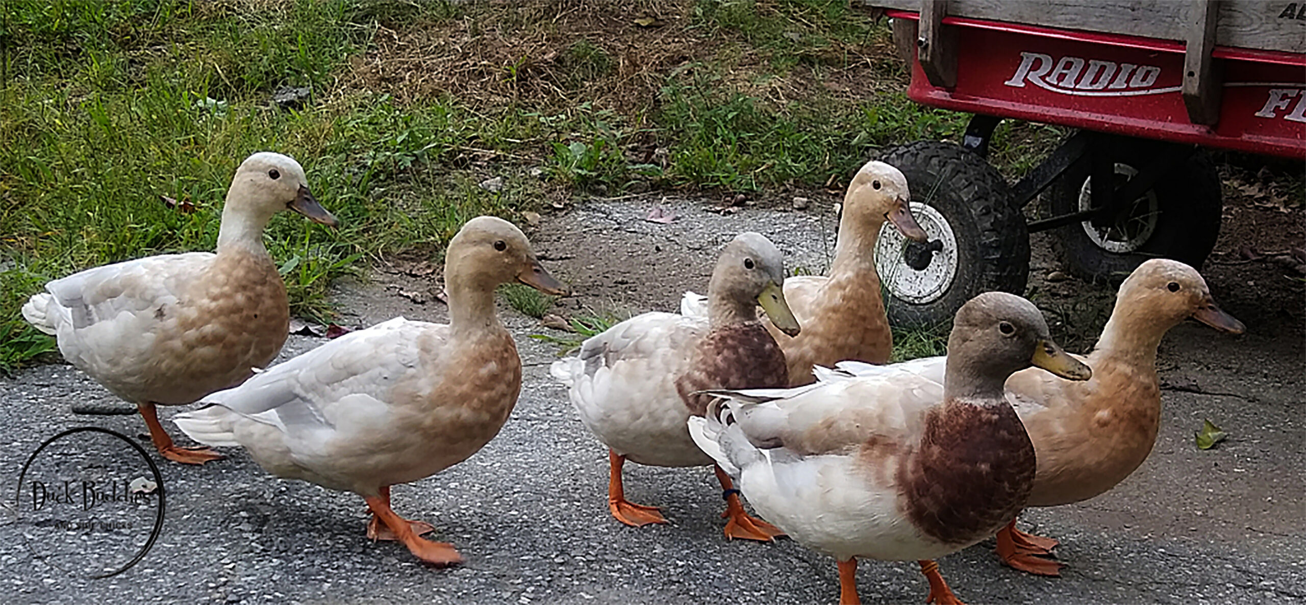 Holderread’s Lost Bantam Ducks